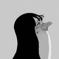 pinguino cursed