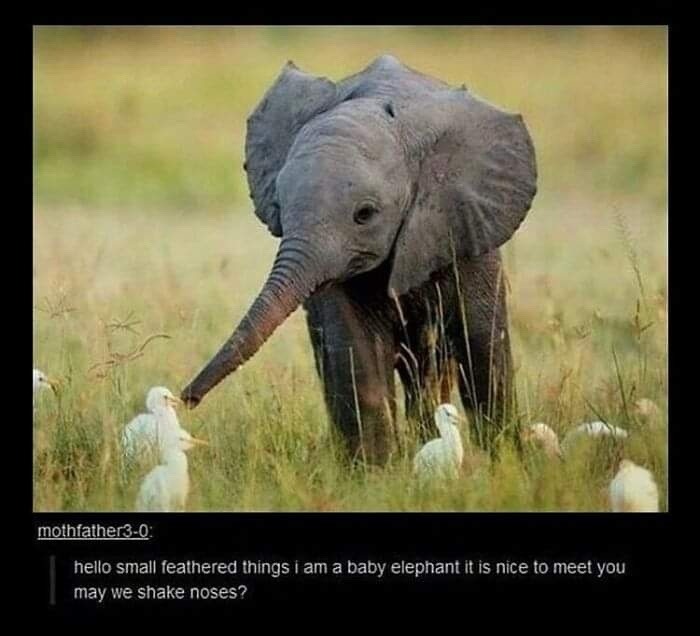 baby elephant attempting diplomacy with birds - meme