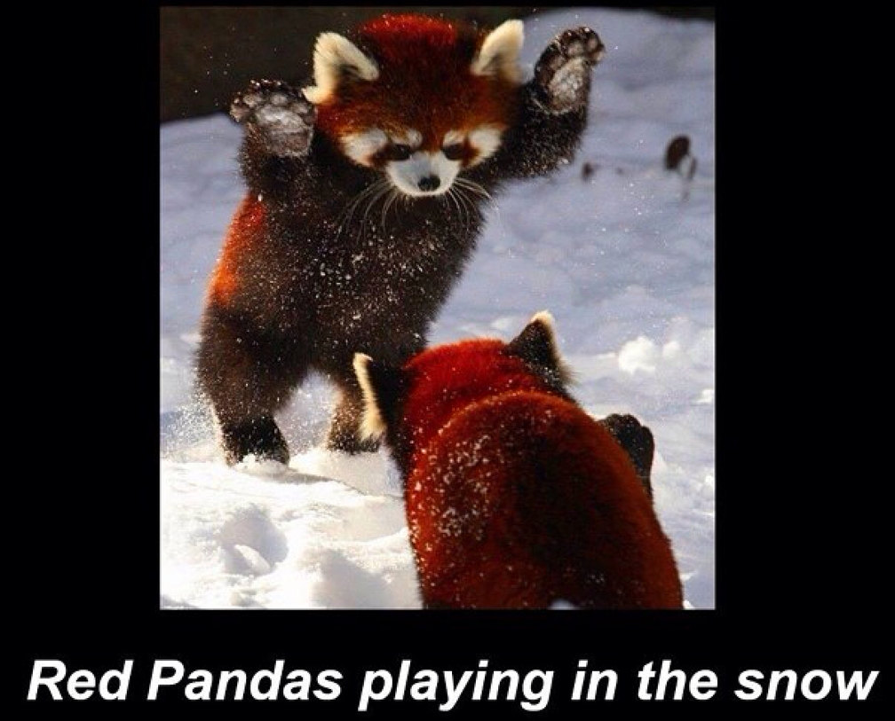 Red panda - meme