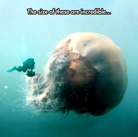 Gigantic jellyfish - meme