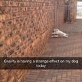 Your gravity has no effect on me human.