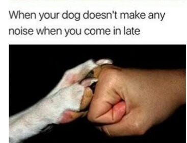 When your dog doesnt make any noise be like - meme