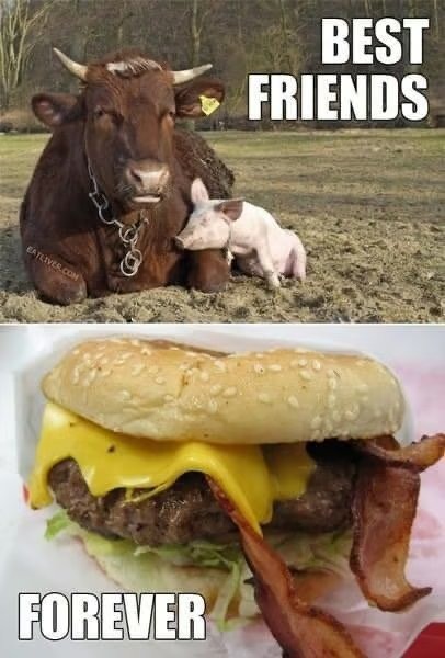 Cow & pig BFFs - meme