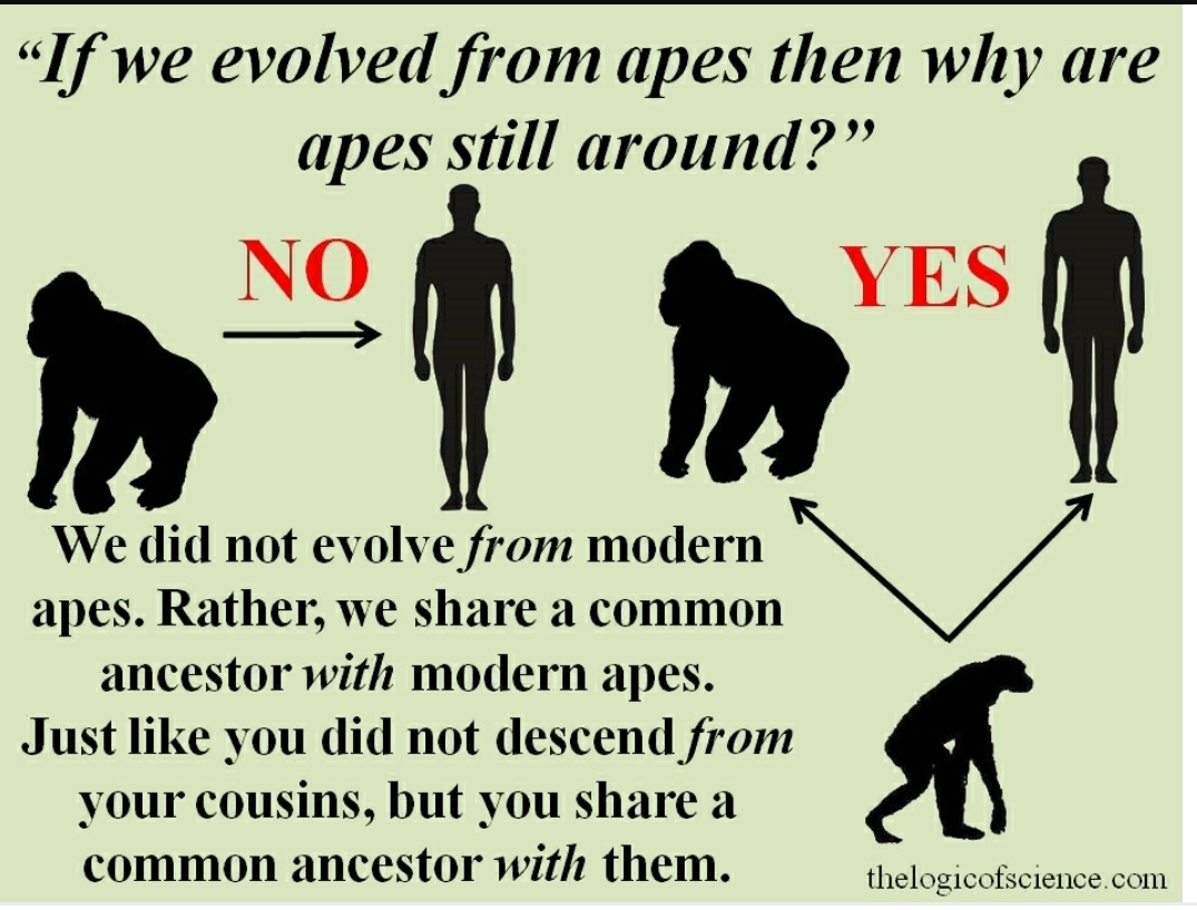 In response to DeanMarks post about evolution - meme