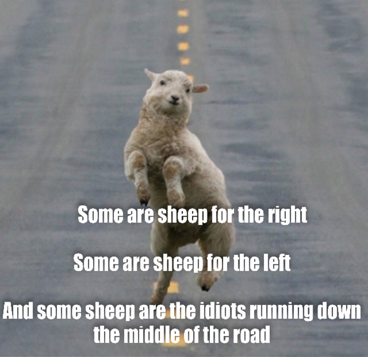 middle of the road sheep are road kill - meme