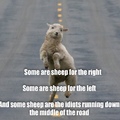 middle of the road sheep are road kill