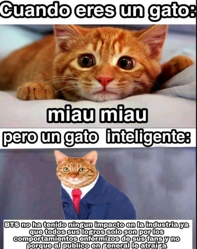 intelectual gato - meme