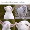 My cat when i buy cheaper cat food