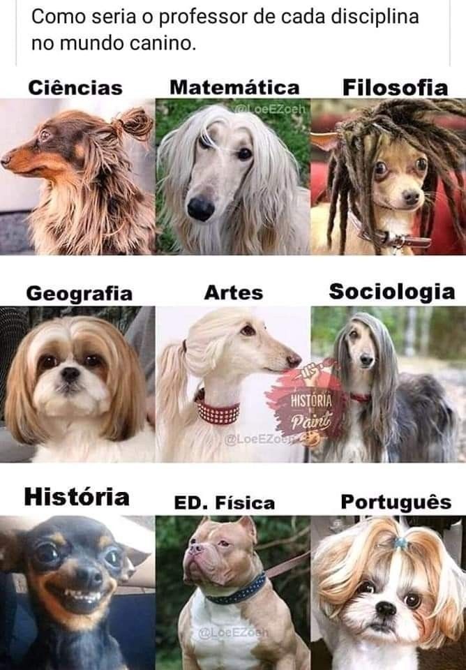 Professores caninos - meme