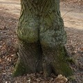 Tree whit ass