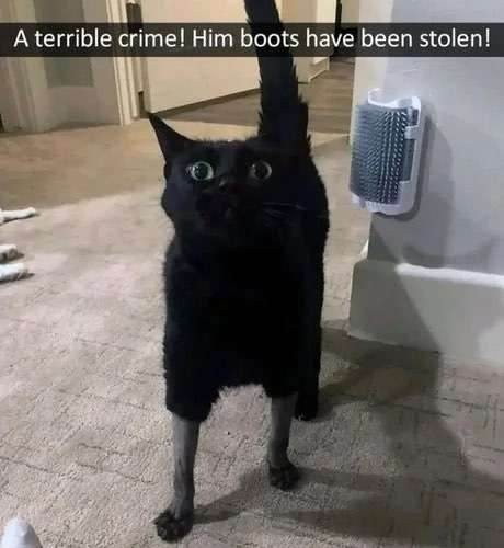 A boot thief!!! - meme
