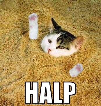 Cat in the sand - meme