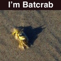 I have given a name to my pain, and it is Batcrab.