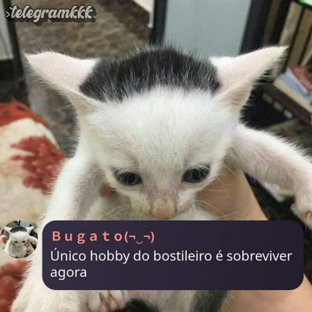 Gato calvo passou a call kkkkkkkkkkkkkkkkkkkkk - Meme by