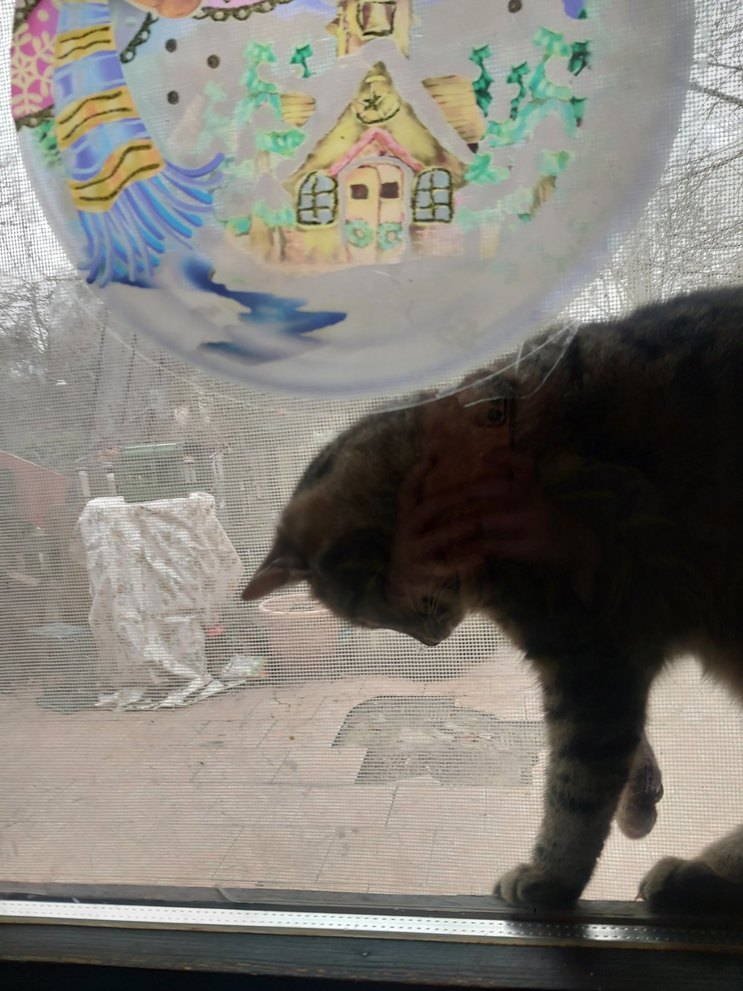 Help my cat get out - meme