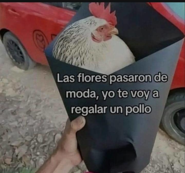 Pollo - meme