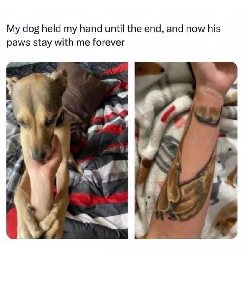 My dog held my hand until the end. Now his paws stay with me forever - meme