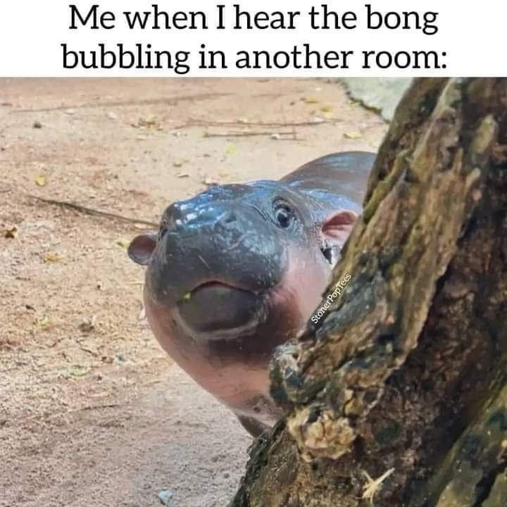 Me when I hear bubbling in another room: bong instincts activated - meme