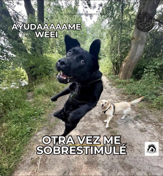 Bru - meme