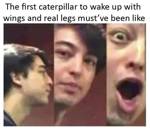 The first caterpillar to wake up with wings and real legs must've been like - meme