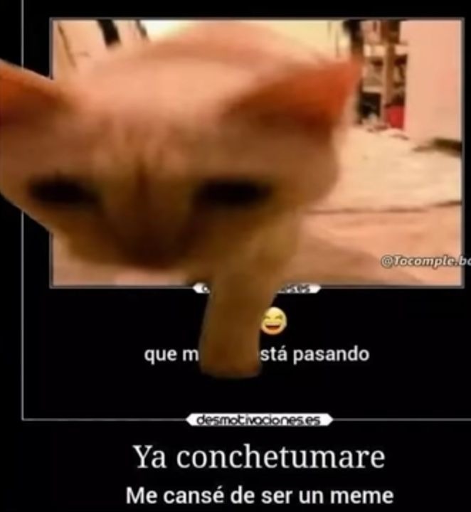 El @tocomplex es del meme original, en el que el gato se sale de la pantalla lo edite yo
