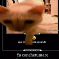 El @tocomplex es del meme original, en el que el gato se sale de la pantalla lo edite yo