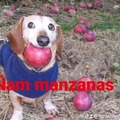 Ñam manzanas