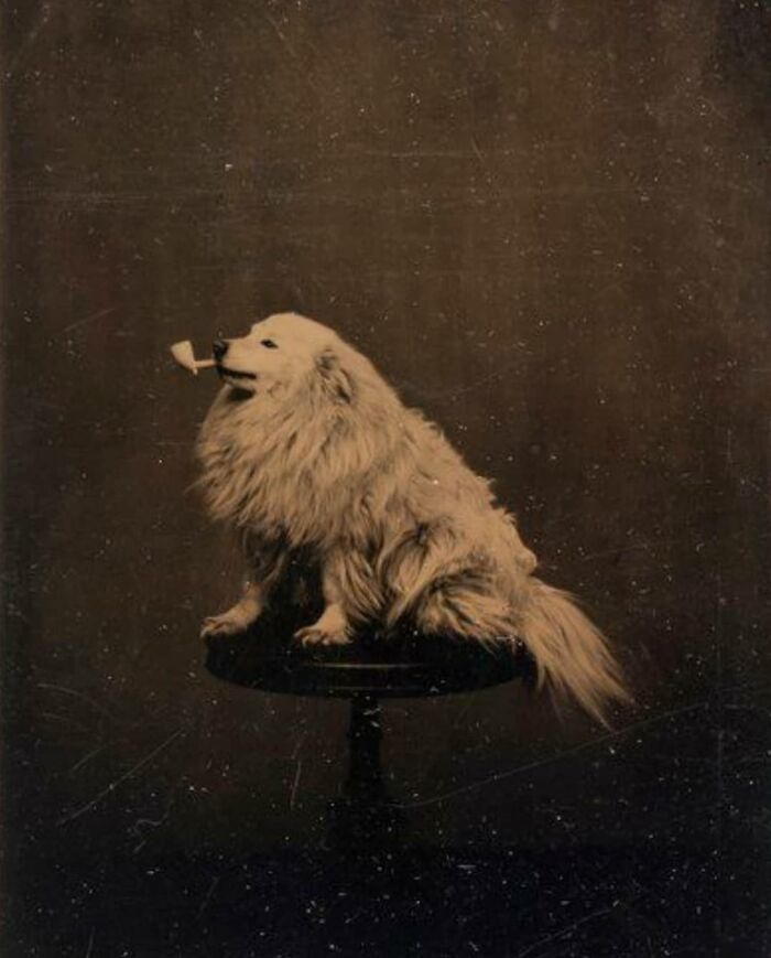 140 years ago people were taking silly photos of their puppers - meme