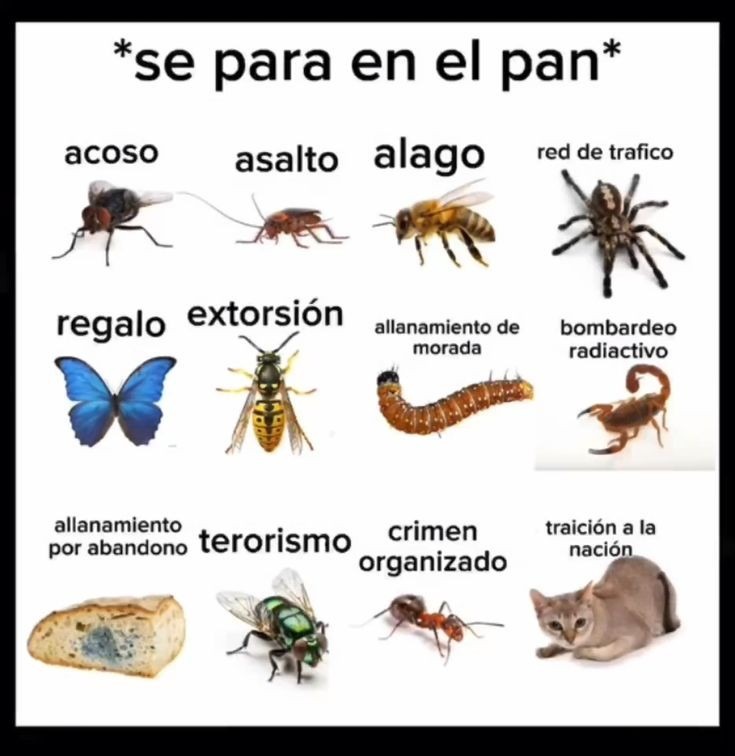 No hay título ¡¿okay?! - meme
