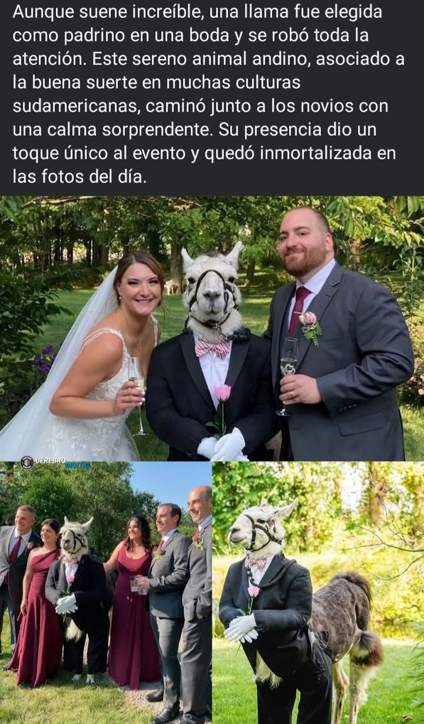 Amigos de la boda, ser como: - meme