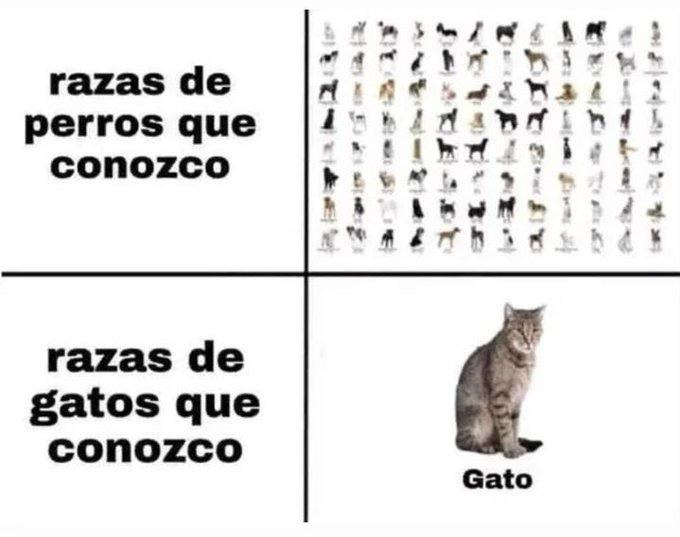 ese es Gato - meme