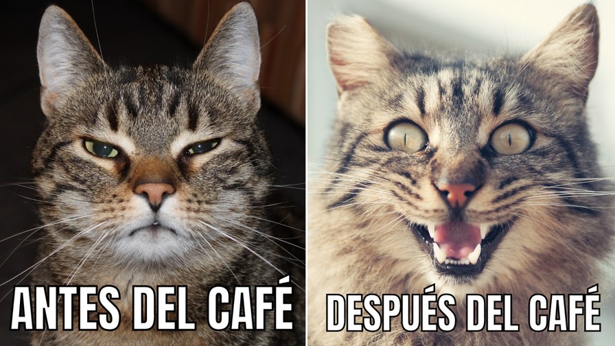 cafés be like: - meme