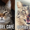 cafés be like: