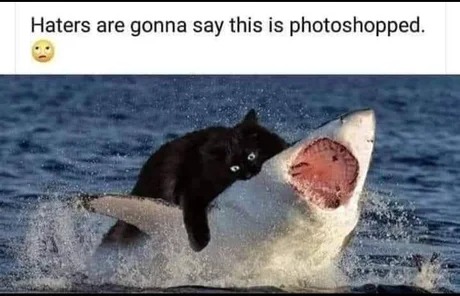 Cat vs Shark - meme