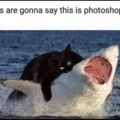 Cat vs Shark