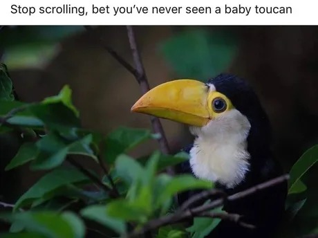 just a baby toucan - meme