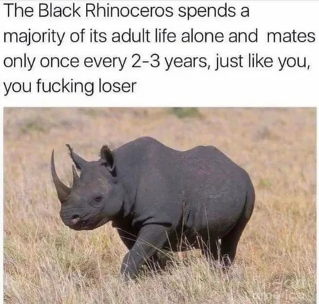 Black Rhinoceros - meme