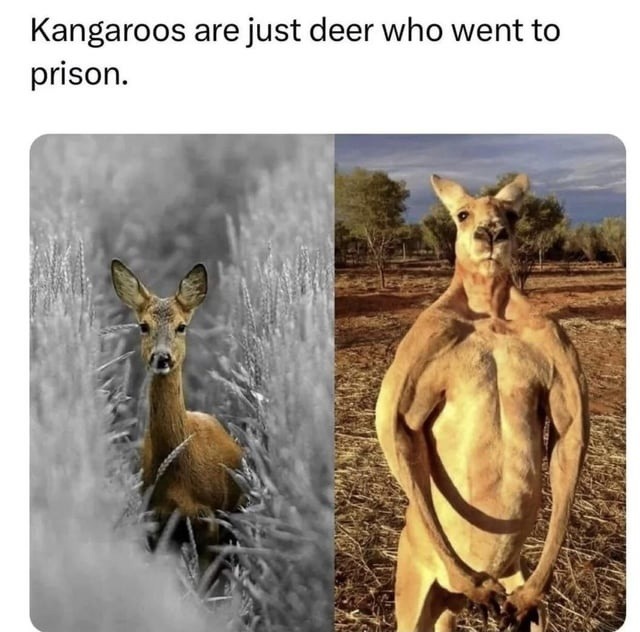 Kangaroos are just prison deer - meme