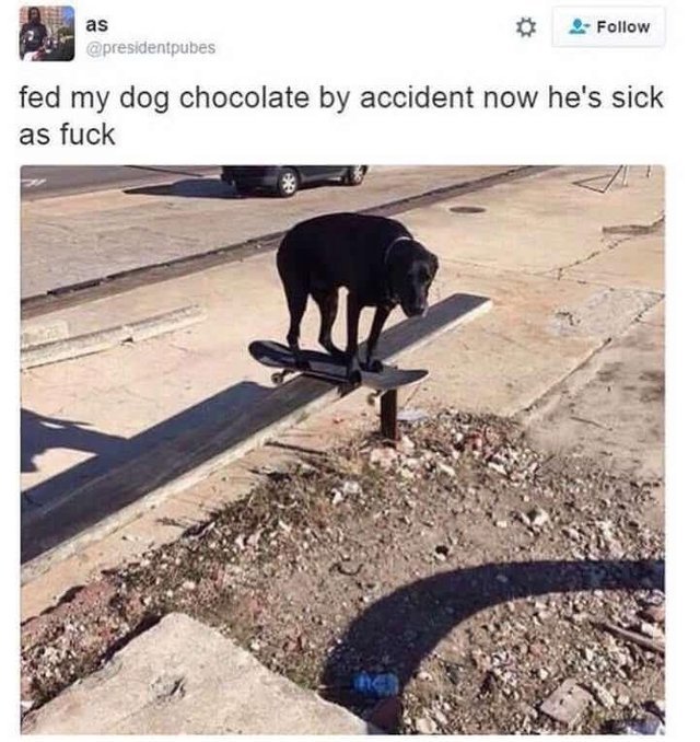 Fed my dog chocolate by accident - meme