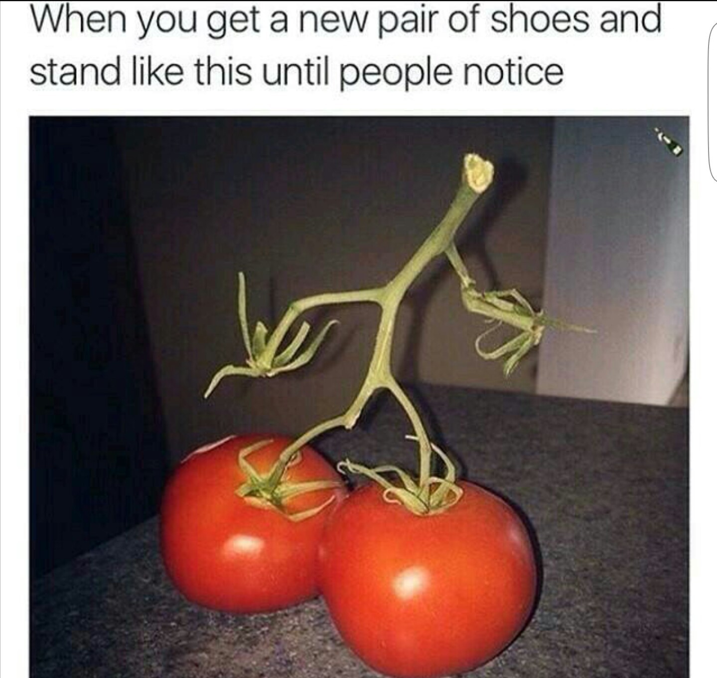 Tomato - meme