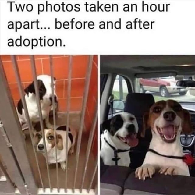 Wholesome adopted doggos - meme