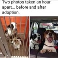 Wholesome adopted doggos