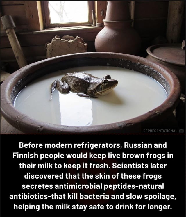 ﻿representational Before modern refrigerators, Russian and Finnish people would keep live brown frogs in their milk to keep it fresh. Scientists later discovered that the skin of these frogs secretes antimicrobial peptides-natural antibiotics-that kill bacteria and slow spoilage, helping the milk stay safe to drink for longer.
