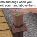 Cats and dogs when you hold your hand above them