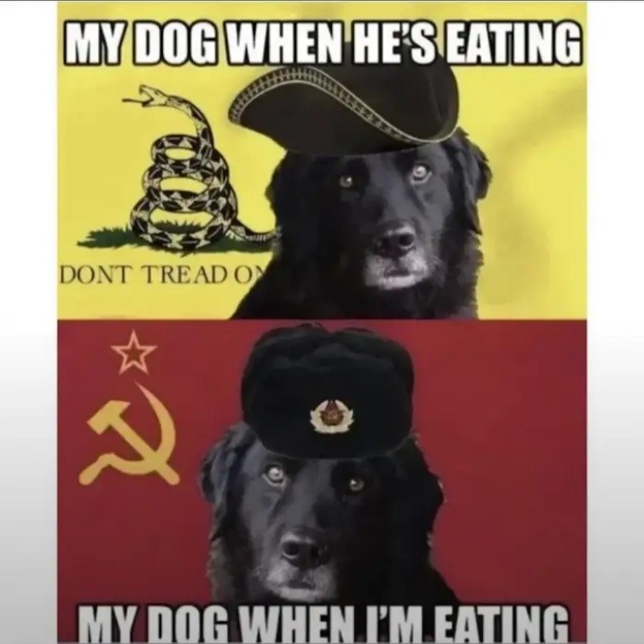 Meu cachorro quando come x Meu cachorro quando Eu estou comendo - meme