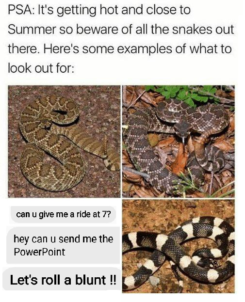 Snakes - meme