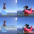 Dogs can talk