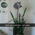 The plant that meowed
