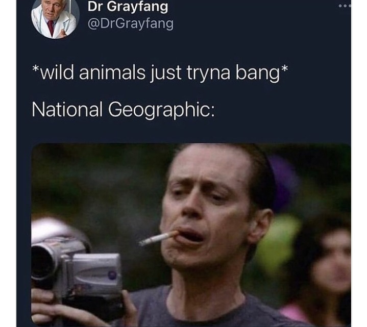Bloodhound gang - meme