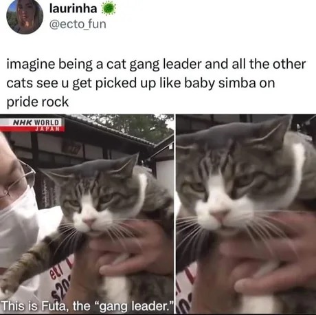 Cat gang leader - meme